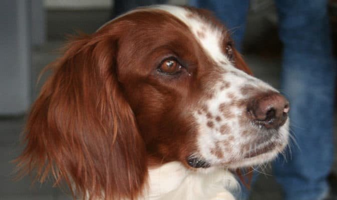 Top Dog Forum