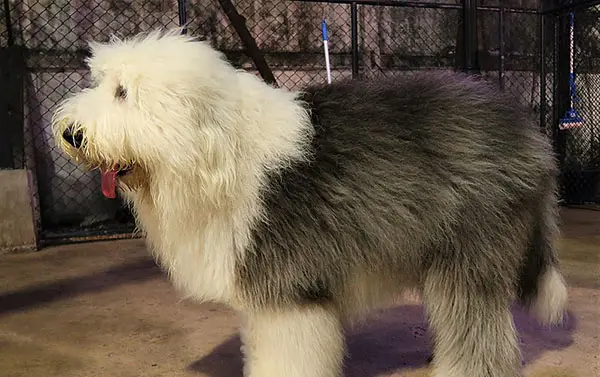Home 40 Old English Sheepdog