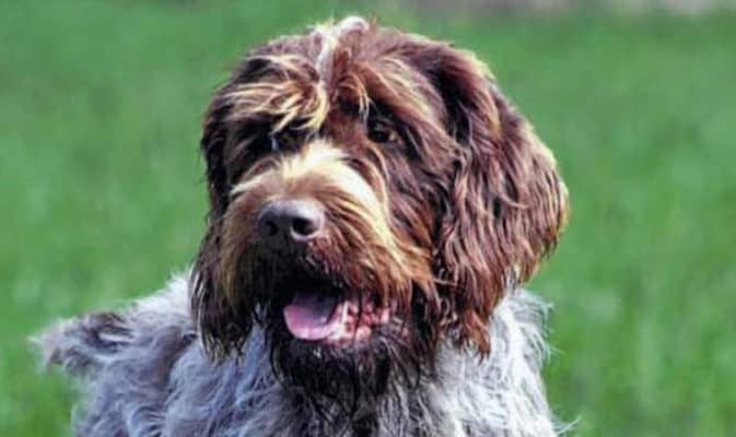 Top Dog Forum