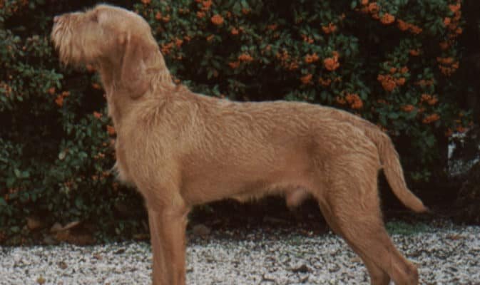 Top Dog Forum