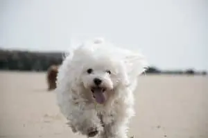 Coton De Tulear