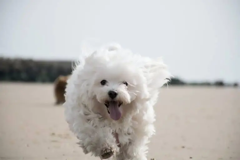 Coton De Tulear