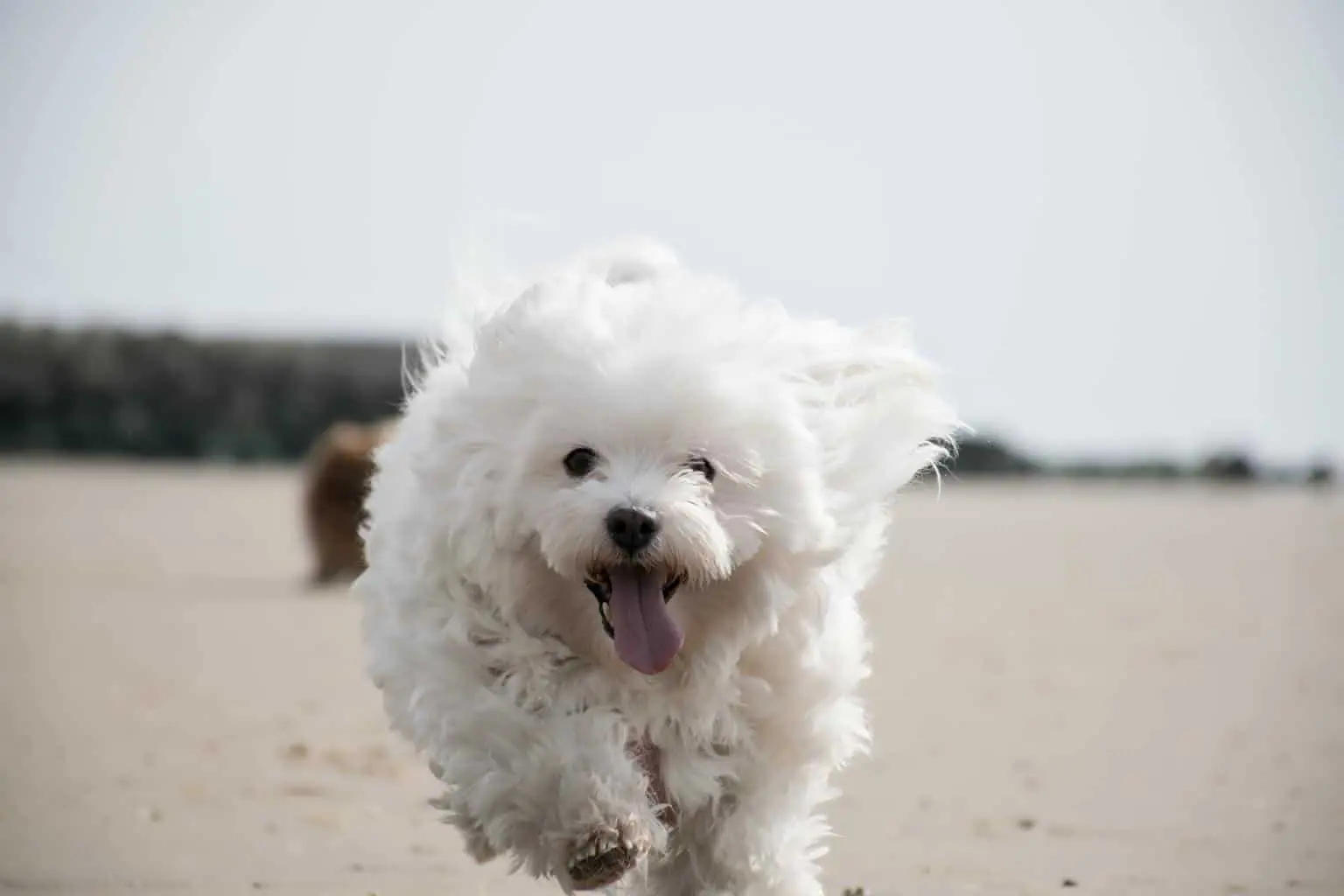 Home 21 Coton De Tulear