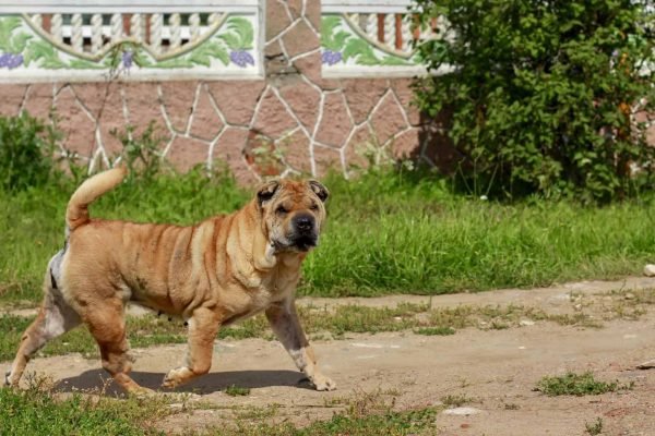 Top Dog Forum