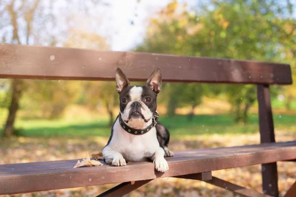 Top Dog Forum