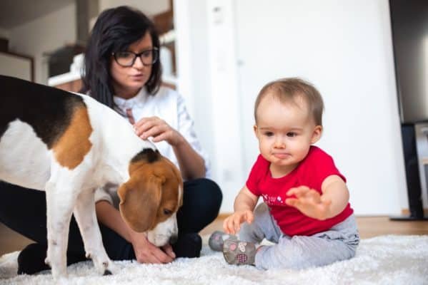 Pick One Of These Top 10 Best Small Dogs 15 Baby with mother and Beagle dog on carpet on the floor.