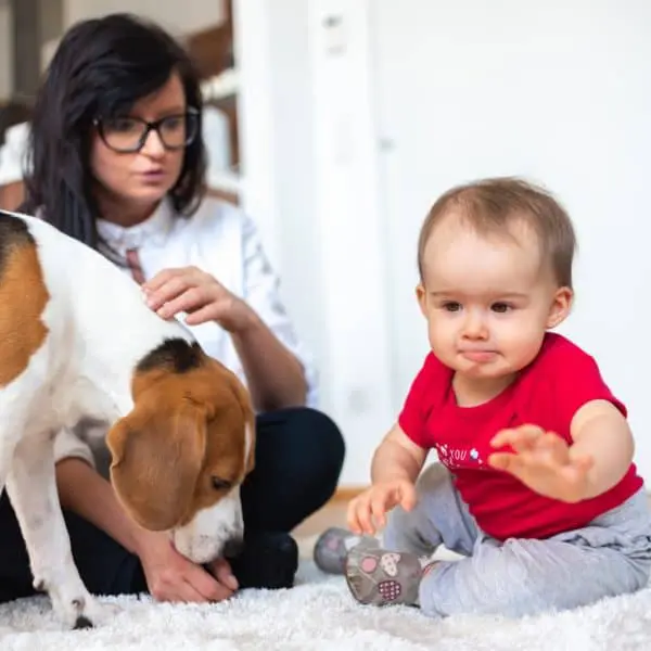 Home 50 Baby with mother and Beagle dog on carpet on the floor.