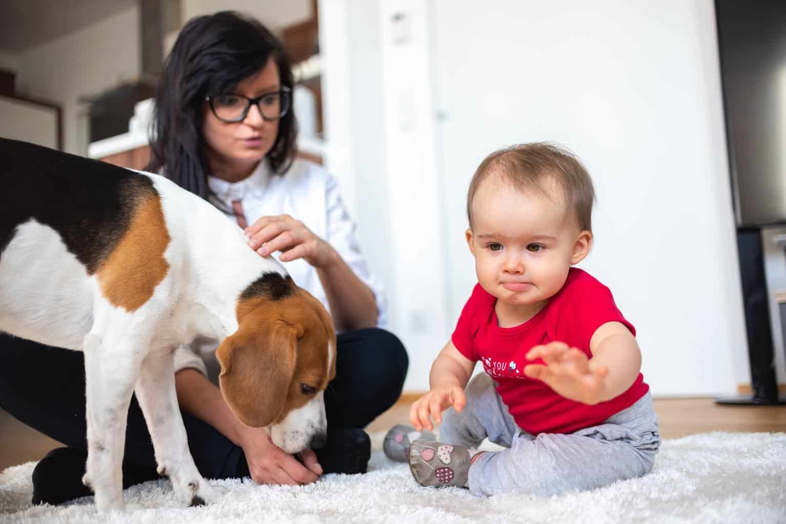 Baby with mother and Beagle dog on carpet on the floor.