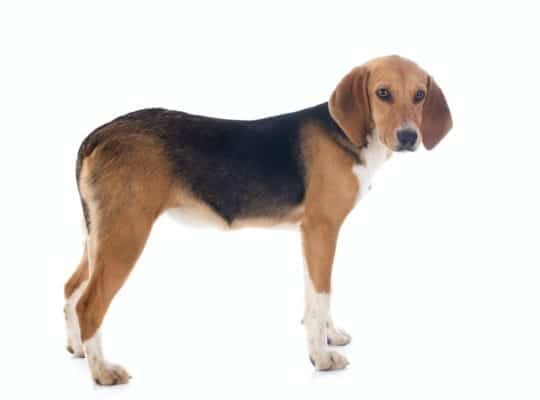 Top Dog Forum