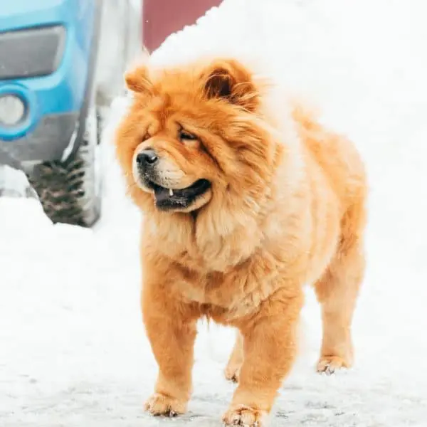 Home 22 Chow Chow Dog Standing In Snow At Winter Day
