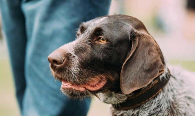 Top Dog Forum