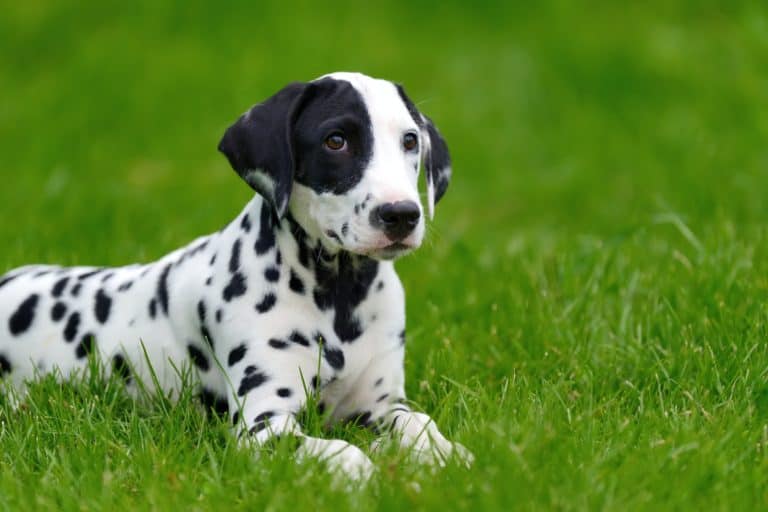 Dalmatian: Smart and Outgoing