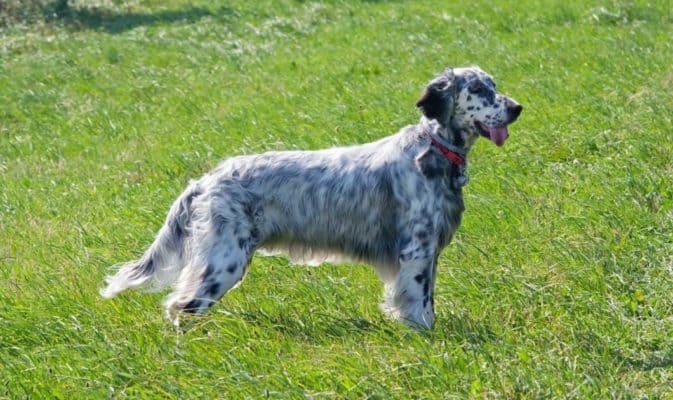 Top Dog Forum