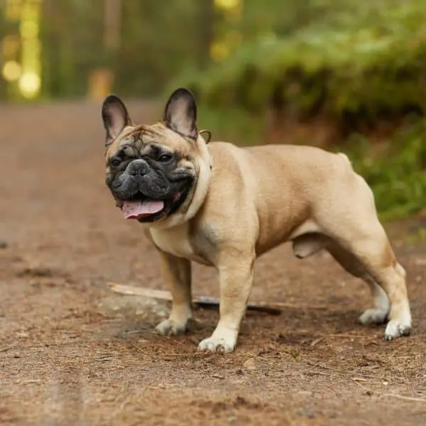 French bulldog outdoors