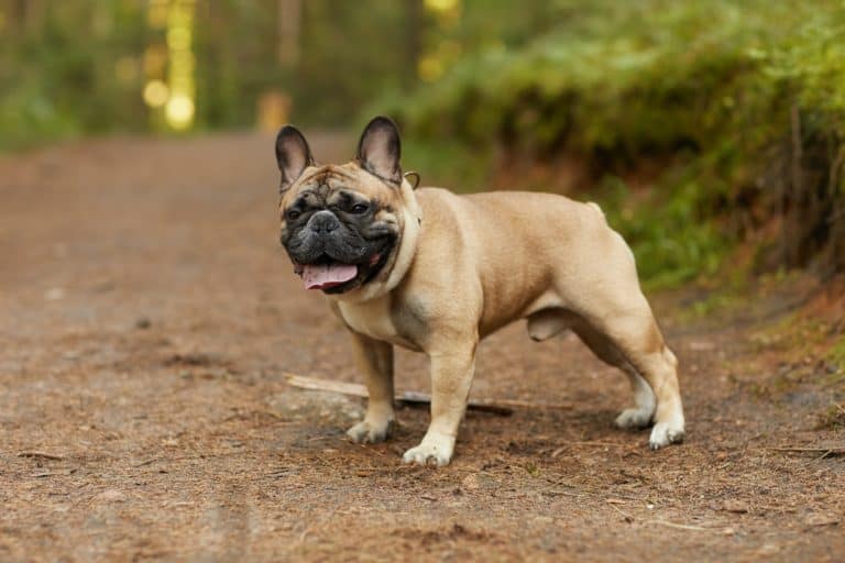 French Bulldog: Smart And Affectionate