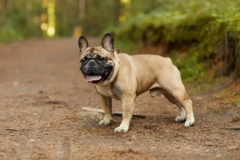 French bulldog outdoors