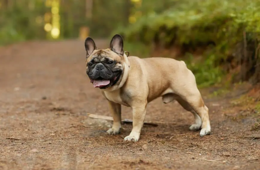 Home 15 French bulldog outdoors