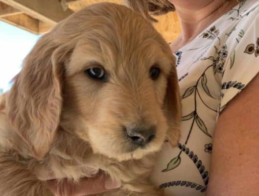 Top Dog Forum