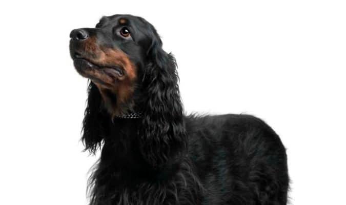 Top Dog Forum