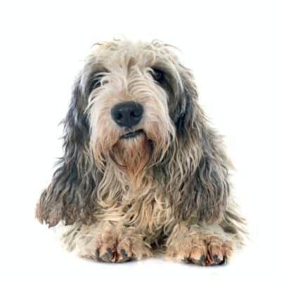 Top Dog Forum