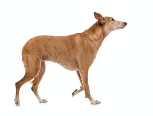 Top Dog Forum