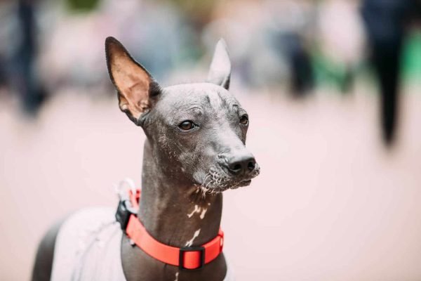 Top Dog Forum