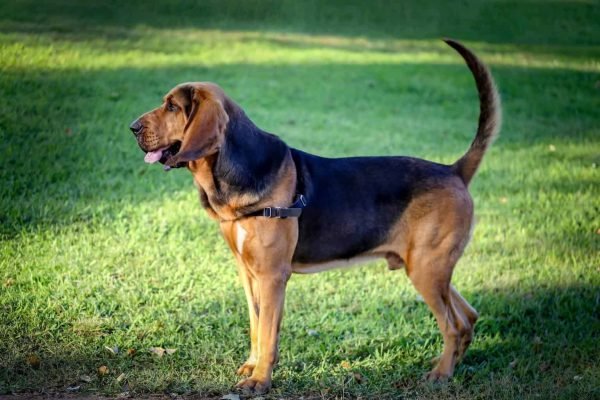 Top Dog Forum