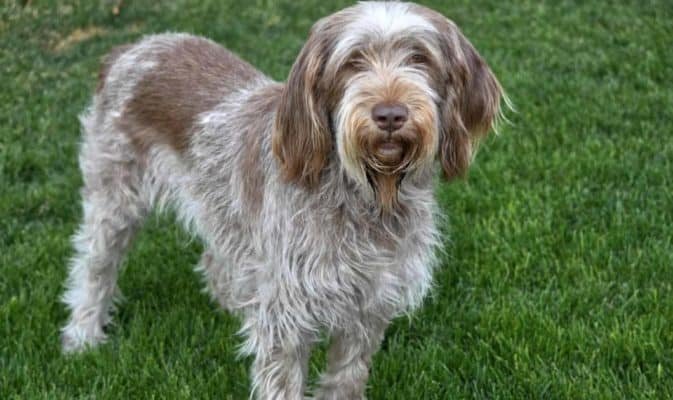 Top Dog Forum