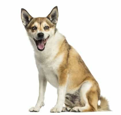 Top Dog Forum