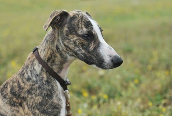 Top Dog Forum