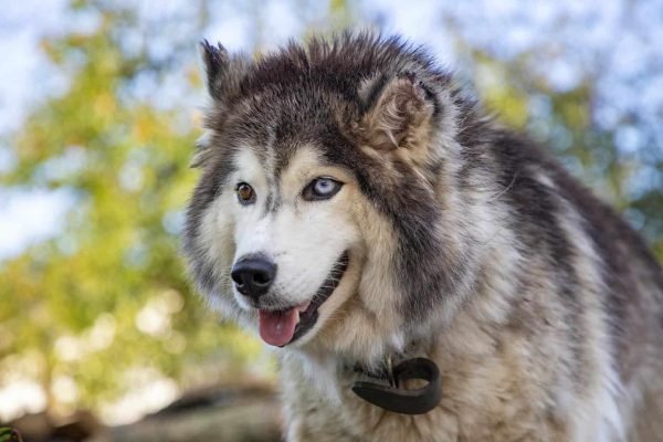 Spitz Dog Breeds 1 siberian husky