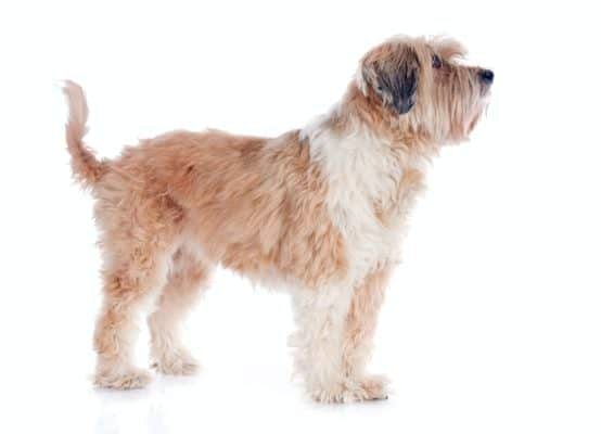 Top Dog Forum