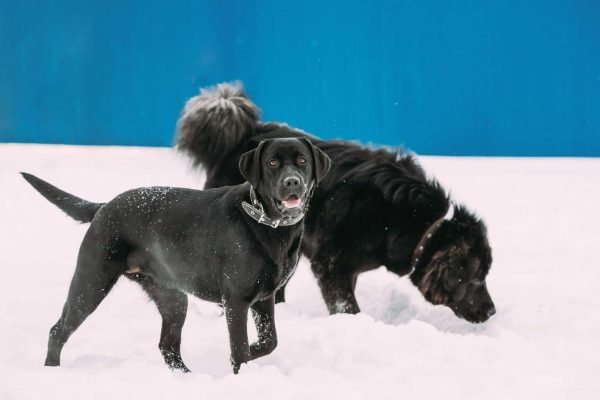 Labrador Retriever: #1 Most Popular Family Dog 6 Two Funny Dogs Labrador And Newfoundland Play Together Outdoor I