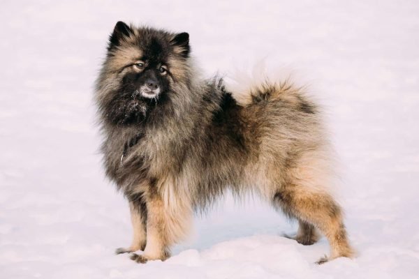 Top Dog Forum