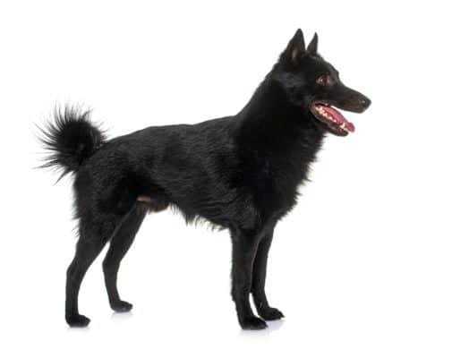 Top Dog Forum