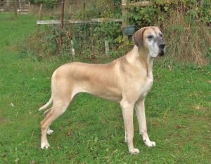 Fawn Great Dane