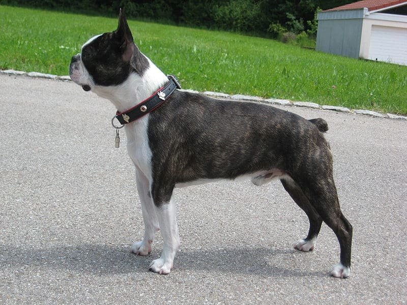 Boston terrier black brindle