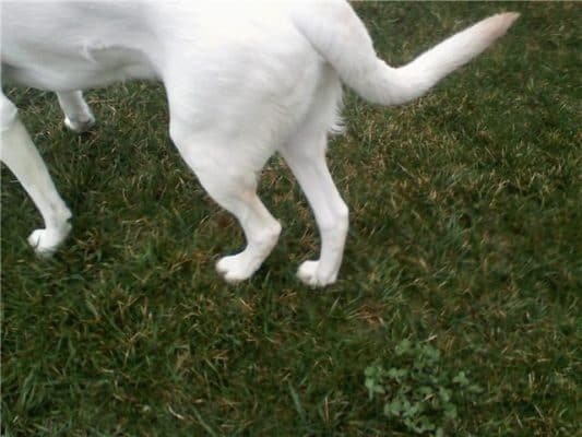 Hip Dysplasia In Dogs 1 Hip Dysplasia In Dogs