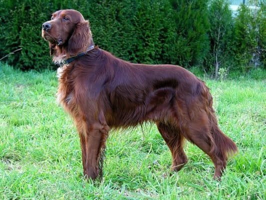 Irish Setter Liver Color Coat