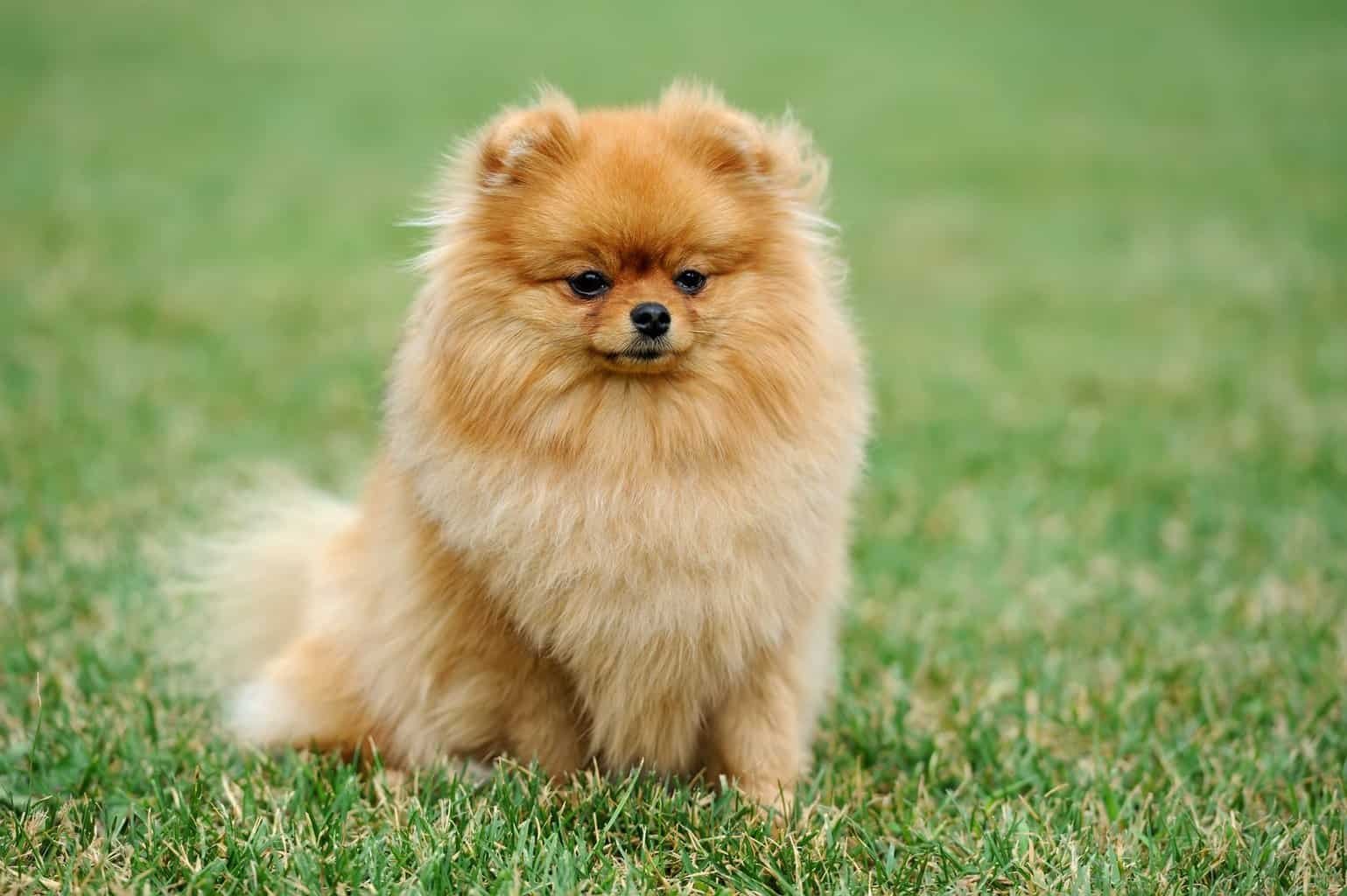 brown pomeranian dog