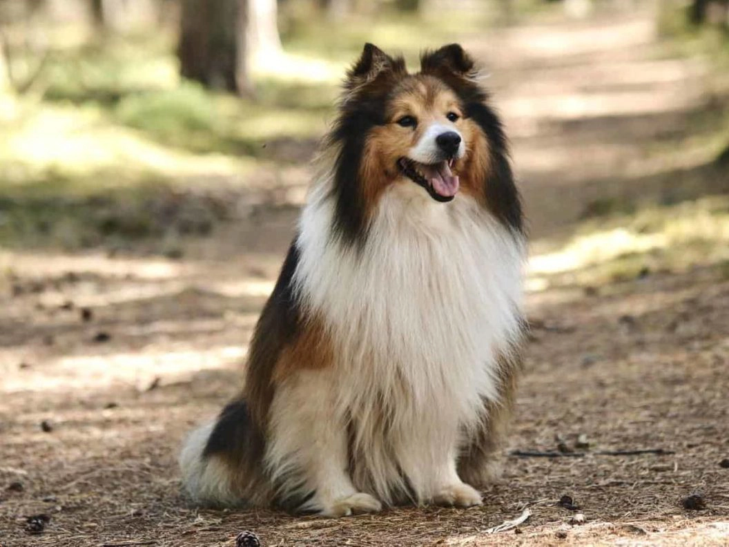 Home 46 The Shetland Sheepdog is a breed that is more likely to have