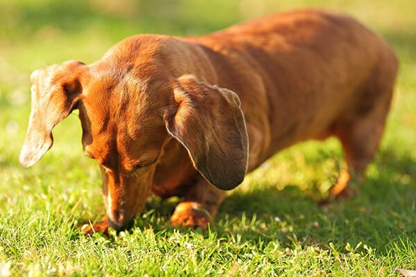 Dachshund Digging