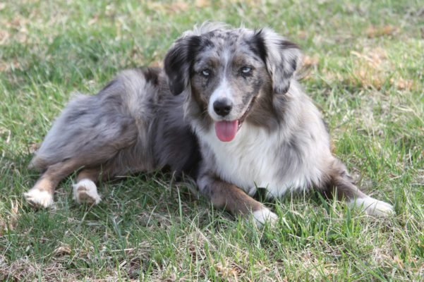 Miniature American Shepherd