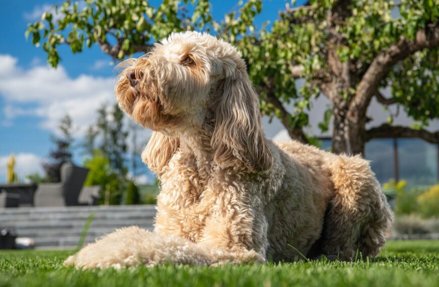 Home 12 Obedient Goldendoodle Dog Relaxing in the Sun