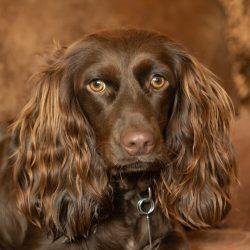 American Water Spaniel: Getting to Know This Rare Breed 3 Boykin Spaniel
