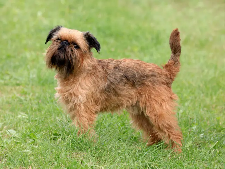 Brussels Griffon