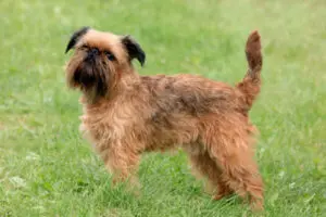 Brussels Griffon