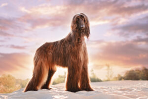 Afghan Hound is in the Hound Group