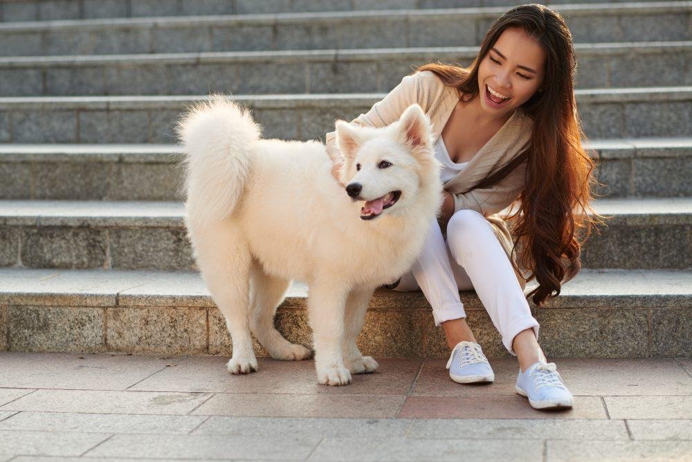 Non-Sporting Group Dogs Are a Gang of Misfits 2 American Eskimo Dog