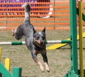 Australian Cattle Dog: An Amazing Herding Dog 3 Australian Cattle Dog Dog Agility